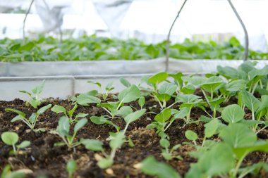 grupta büyüyen bitki. Bitkisel plantasyon bahçe içinde