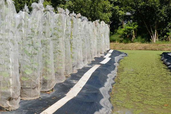 Planta de melón creciendo en invernadero en granja —  Fotos de Stock