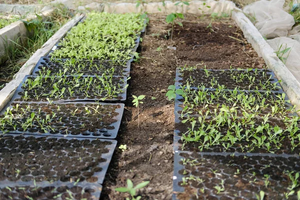 Plântulas crescendo em estufa de viveiro — Fotografia de Stock