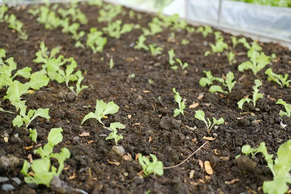 Planta crescendo na fazenda. plantação vegatable no jardim — Fotografia de Stock