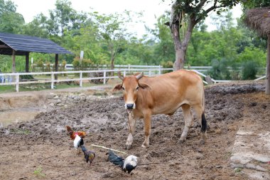 Çiftlikte duran bufalo. 