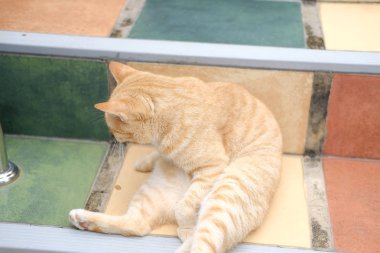 turuncu kedi kedisi merdivenlerde dinleniyor. 
