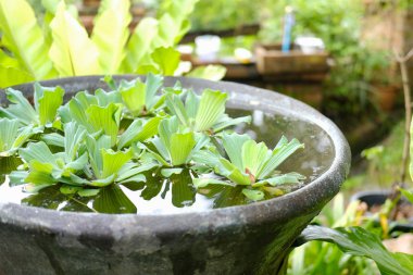 su üzerinde yüzen su marul su bitki.