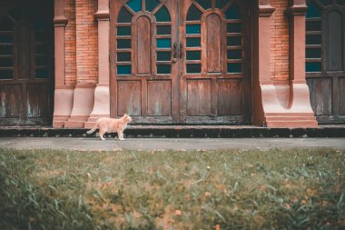Turuncu kedicik yerde duruyor.