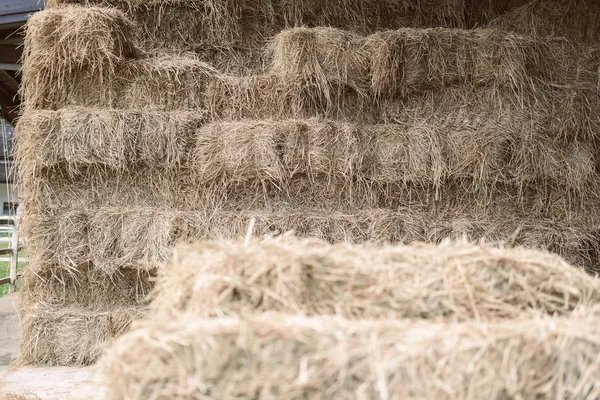 heap of rice straw hay in farm