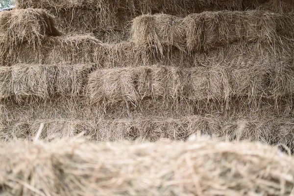 stock image heap of rice straw hay in farm