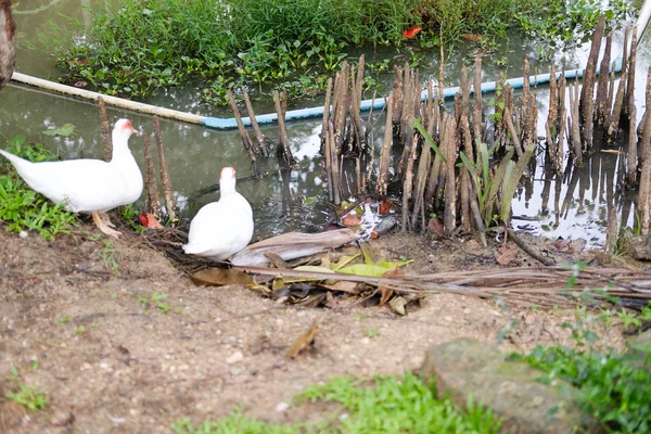 Mangrove pomme liège racine pour respirer dans l'étang d'eau — Photo