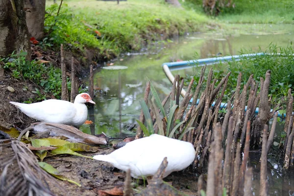 Duck & mangrove apple cork tree root for breathing in water pond — Stock Photo, Image