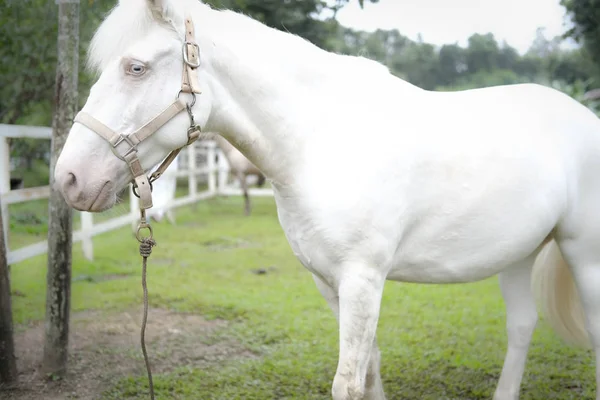 White pony horse with mane in farm — ストック写真