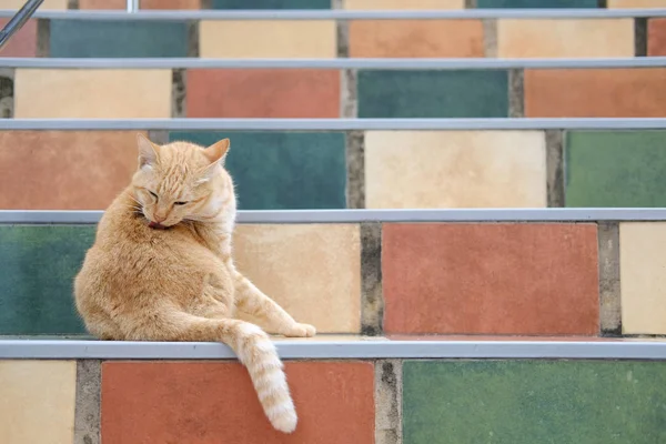 Laranja gato tabby felino lambendo grooming em escadas — Fotografia de Stock