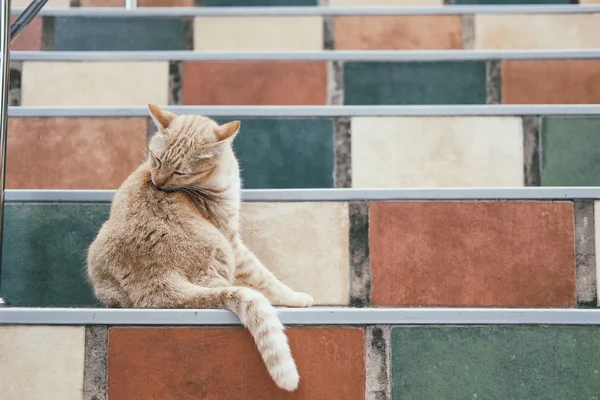 Laranja gato tabby felino lambendo grooming em escadas — Fotografia de Stock