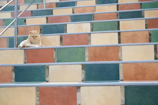 Orange cat tabby feline lying resting on stairs — Stock Photo, Image