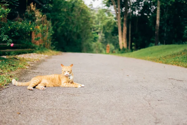 Πορτοκαλί γάτα με γάτες γάτας ξαπλωμένο στο πάτωμα — Φωτογραφία Αρχείου