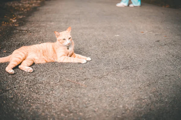 Gato laranja felino tabby deitado descansando no chão — Fotografia de Stock