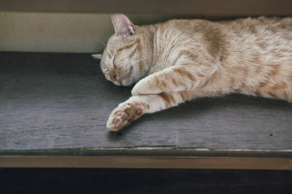 Gato laranja felino tabby deitado descansando na mesa — Fotografia de Stock