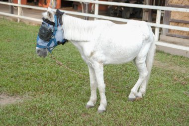 Çiftlikte yeleli beyaz midilli atı