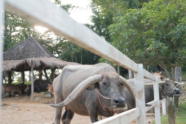 Çiftlikte duran bufalo. 