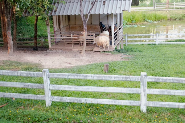 Fårbesättning på lantgård — Stockfoto