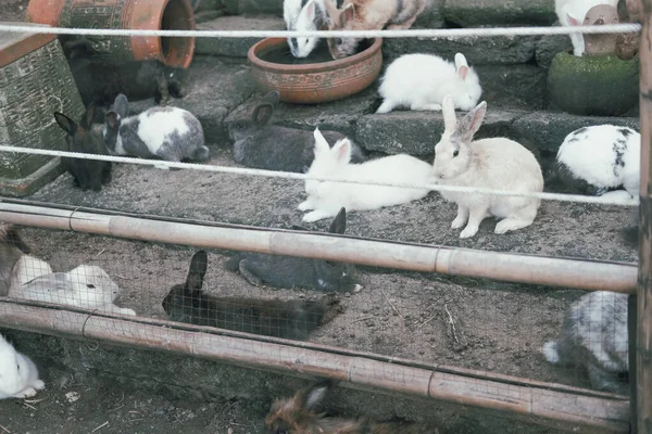 Grupp Fluffiga Kaniner Hare Ladugård Hutch — Stockfoto