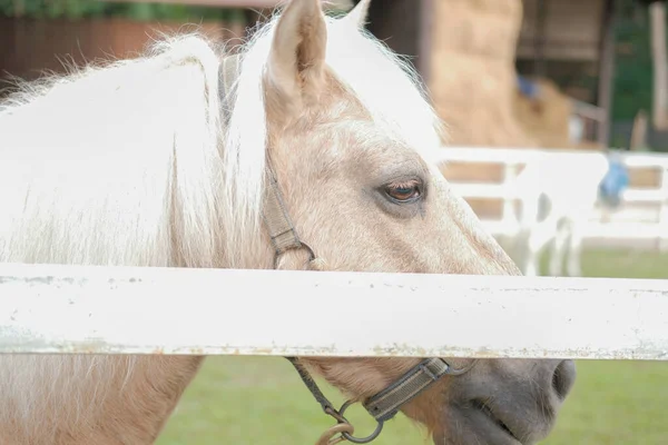 Bílý poník kůň s hřívou na farmě — Stock fotografie