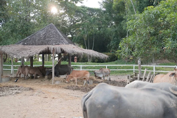 Water buffalo standing in farm — Stock Photo, Image