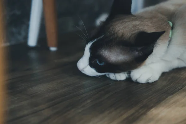 白色棕色的猫躺在地板上 — 图库照片