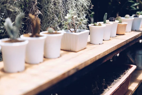 Plante Succulente Cactus Pot Décorant Sur Table — Photo