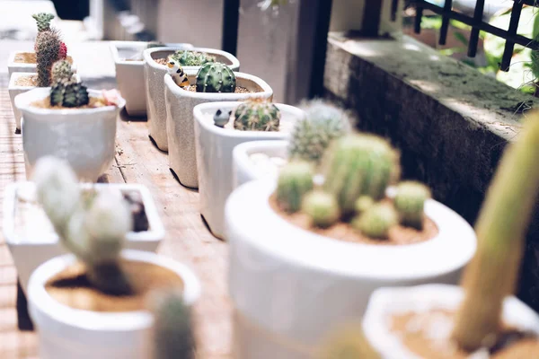 Succulent Cactus Plant Pot Decorating Table — Stock Photo, Image