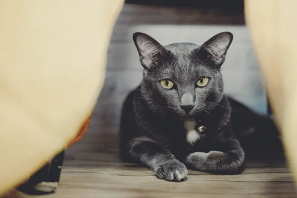 Gato Cinza Que Descansa Chão — Fotografia de Stock