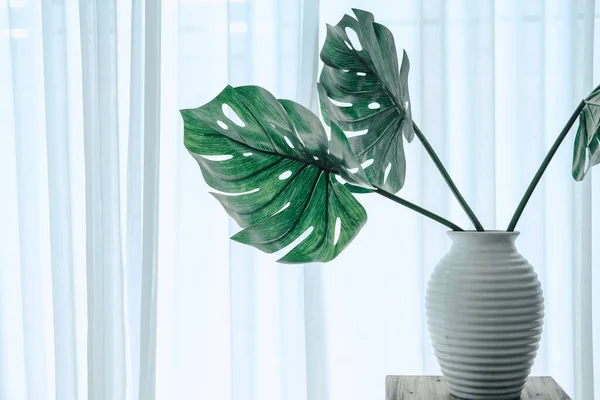 monstera plant in ceramic vase beside see through sheer window curtain. split leaf philodendron (Monstera deliciosa leaves