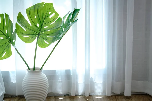 Plante Monstera Dans Vase Céramique Côté Voir Travers Rideau Fenêtre — Photo