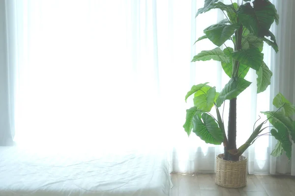 Künstliche Grüne Pflanzenblätter Neben Dem Durchsichtigen Fenstervorhang — Stockfoto