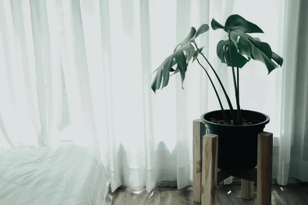 Planta Monstera Jarrón Cerámica Lado Ver Través Cortina Ventana Pura — Foto de Stock