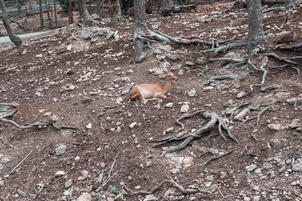 Eld Hog Spotted Deer Resting Relaxing Park — Stock Photo, Image