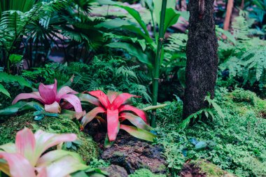 Bahçe parkında vazo bromeliad tropikal bitki