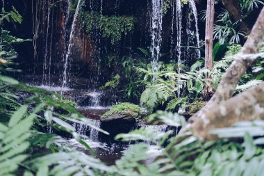 Bahçe parkında çağlayan Watefall ve havuz ağacı