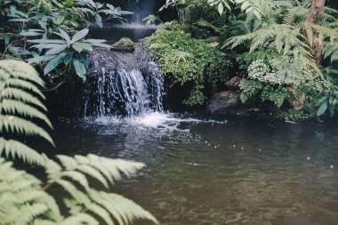Bahçe parkında çağlayan Watefall ve havuz ağacı