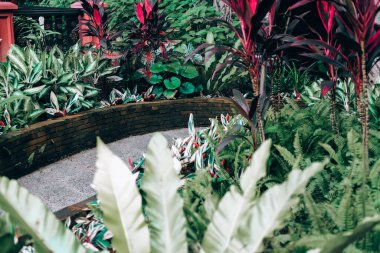 Bahçedeki patikanın yanında kırmızı yeşil bitki yaprakları var. Sakin doğa sahnesi