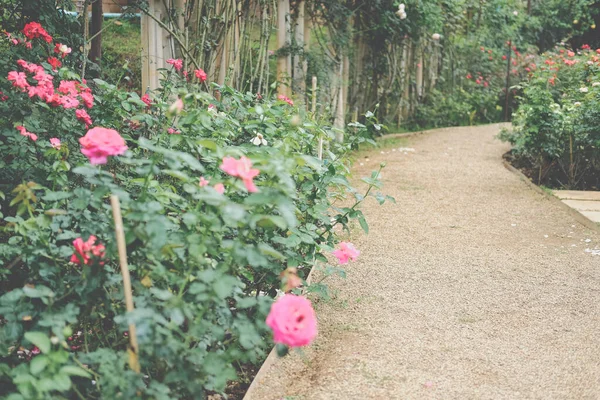 Pasarela Parque Jardín Flores Rosas Tranquila Escena Naturaleza — Foto de Stock