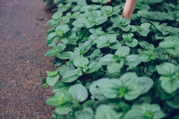 Hojas Menta Creciendo Jardín Hierba Menta Verde Hierba Especias Hoja —  Fotos de Stock