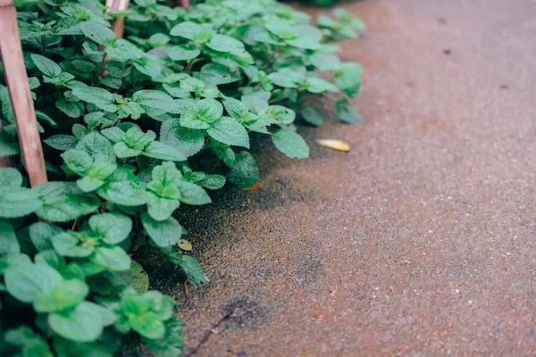 Folhas Hortelã Crescendo Jardim Ervas Hortelã Erva Especiaria Planta Folha — Fotografia de Stock