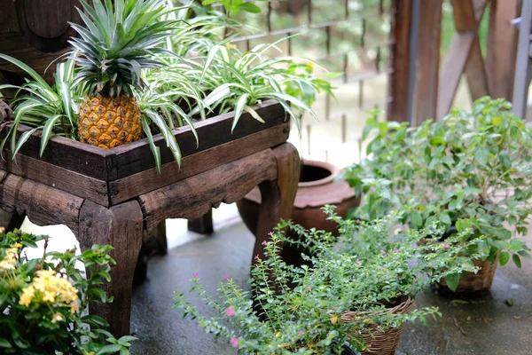 Foglie Piante Verdi Vaso Fiori Ananas Decorazione Sul Balcone Terrazza — Foto Stock