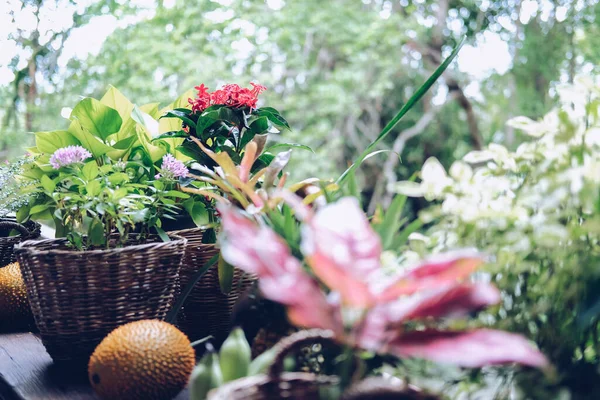 Kwiat Zielone Liście Roślin Wiklinowym Koszu Dekoracji Tarasie Balkon — Zdjęcie stockowe