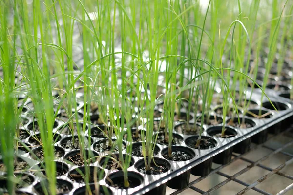 Shallot Sprout Seedling Plant Growing Nursery Greenhouse Farm — Stock Photo, Image