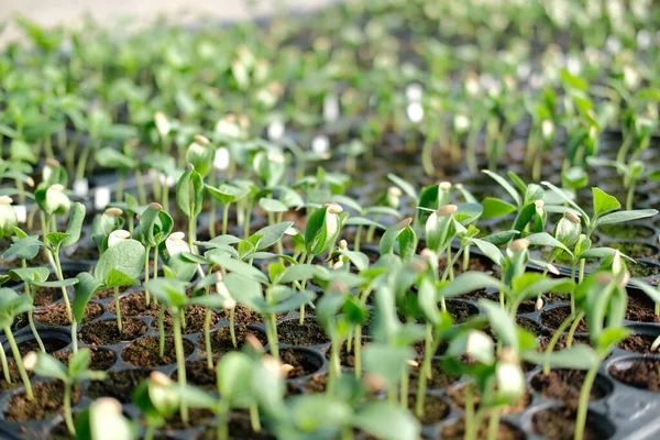 Watermelon Sprout Seedling Plant Growing Nursery Greenhouse Farm — Stock Photo, Image