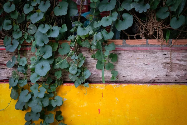 Ahşap Sarı Duvar Soyut Arkaplan Içeren Yeşil Bitki Yaprakları — Stok fotoğraf