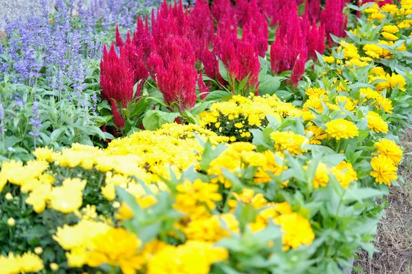 Bahçede Renkli Çiçek Açan Boynuz Gagalı Çin Yünü Çiçeği Telifsiz Stok Imajlar