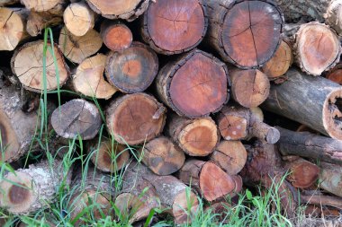 Bir yığın ağaç kütüğü. kereste ormanı