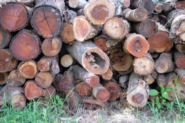 Bir yığın ağaç kütüğü. kereste ormanı