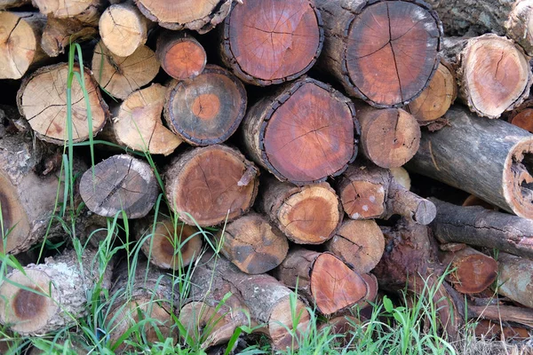 Bir yığın ağaç kütüğü. kereste ormanı